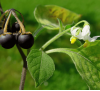 Пасльон чорний (5 шт.) Solanum nigrum